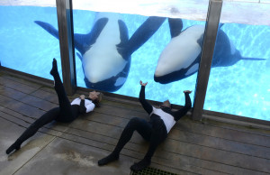AOL.com Article - SeaWorld plans new killer whale environments