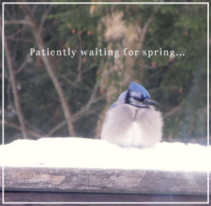 just like that blue jay we re all waiting for spring some more ...