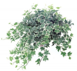 Of English Ivy Common Ivyvariegated Fan Nena Hedera Helix picture