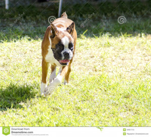 Medium Sized Boxer Dog With...