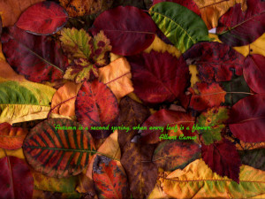 Autumn quote nature leaves forests HD Wallpaper