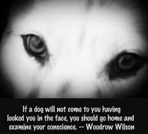 ... should go home & examine your conscience - Woodrow Wilson Great quote