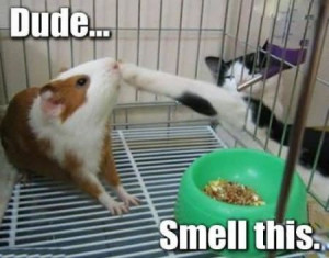 Funny Quotes about Guinea Pigs