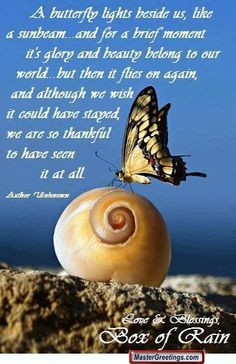 butterfly sayings about death | Butterfly Quote Scraps Comments Codes ...