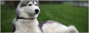 Siberian Husky White Dog Facebook Timeline Cover