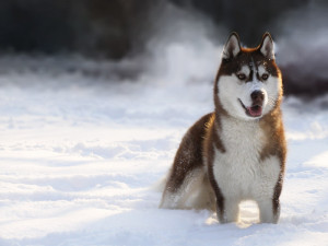 ... look at the following pics showing snow and snow dogs siberian husky