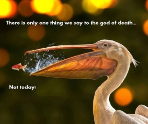 Best MEME 2014 Not today LOL