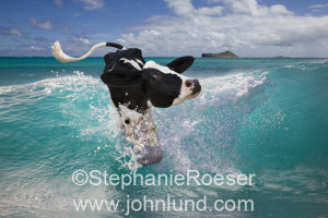 funny photo of a holstein cow surfing in the ocean off of a hawaiian