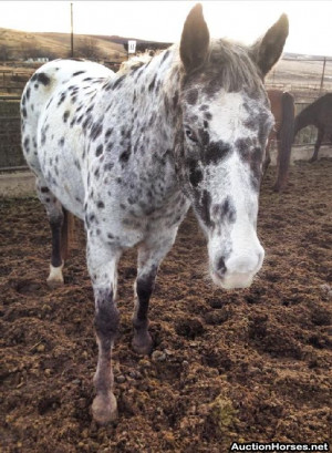 leopard appaloosa horses