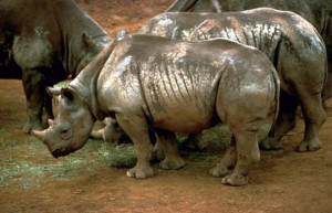 shows a threatened species of rhinoceros known as the black rhinoceros ...