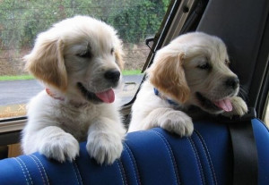 ... trouble! Two adorable Golden Retriever puppies sure to stir up some