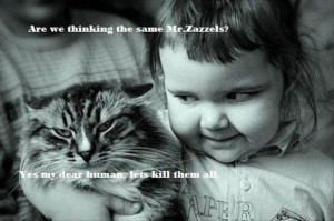 funny evil cat