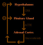 Acth Negative Feedback Loop