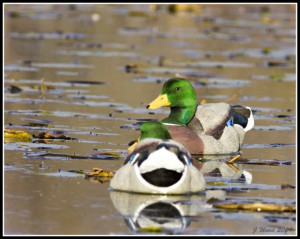 Thread: Duck Commander Mallard Duck Decoys Carry-Lite