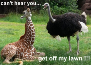 funny image ostrich and giraffe funny image ostrich and giraffe