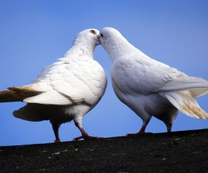 White pigeon kisses awesome love wallpaper