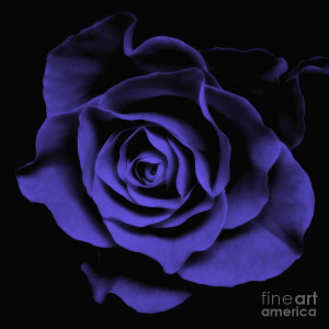 Violet Blue Rose II - Flowers Macro Fine Art Photography Photograph