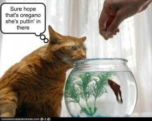 funny cat about to eat fish meme