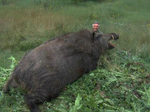 Another Big Boar (hunting photos)