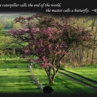 What the Caterpillar calls the end of the world...The Master calls a ...