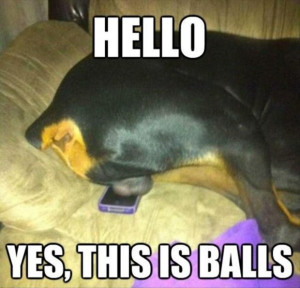 balls funny dog pictures