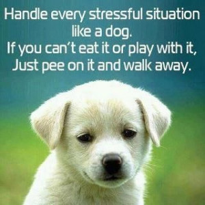 handle stress like a dog