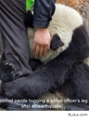 Amazing story with a panda bear - Funny Pictures, Funny Quotes, Funny ...