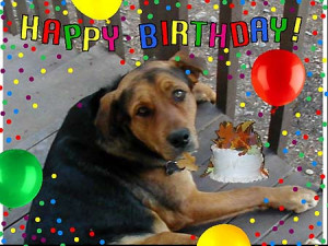 funny dog birthday