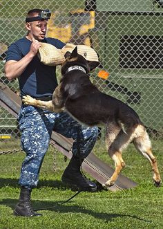 Military #police #working #dog Jimmy attacks Master-at-Arms 2nd Class ...