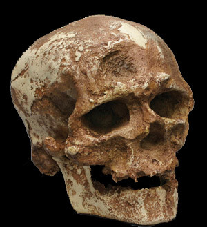plica em poliresina de cr nio de Cro magnon Homo sapiens