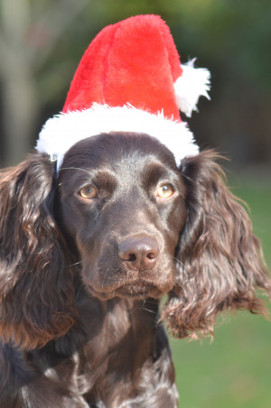 Boykin Spaniel Society