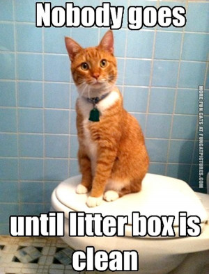 fun-cat-picture-nobody-goes-untli-the-litter-box-is-clean