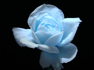 Light Blue Rose Flower Wallpaper