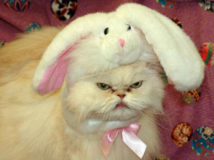 Angry cat with bunny hat.