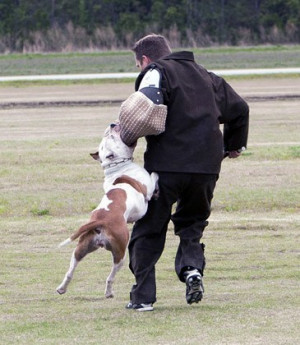 Pit Bull Guard Dog Training