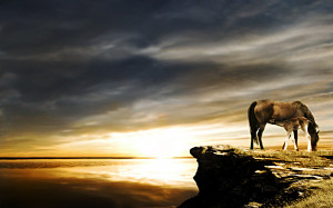 Horse Sunset Wallpaper Cool Background HD #40614