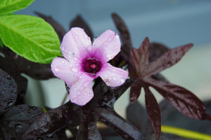 My sweet potato vine is blooming more now with the cooler weather.