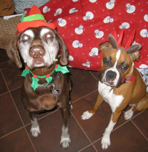 Web Sites for Holiday Sayings, Letters and Quotes