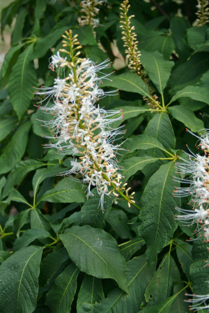 ... quotes W.J. Bean as saying 