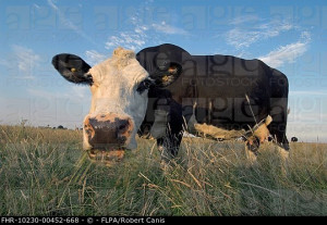 ... cow grazing, Elmley Marshes, North Kent Marshes, Kent, England, summer
