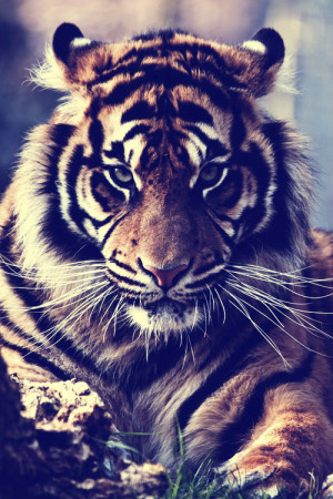 cool, tiger