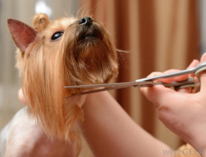 What Does a Dog Groomer Do? (with pictures)