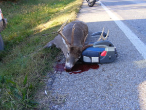 Hunter Arrow Hit Deer Head