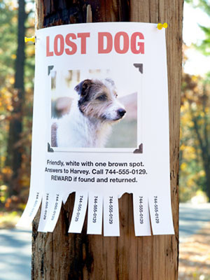 Column: Factors that influence a lost dog
