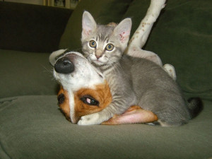 Funny Animals Cat & Dog