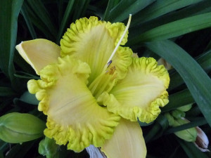 Daylily Chat forum : Different Colors in Daylilies