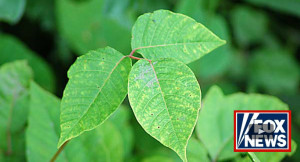 ... Natural Remedies for Treating Poison Ivy, Oak and Sumac” on FOX News
