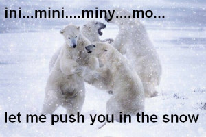 Funny polar bears wrestle Funny Bears Quotes
