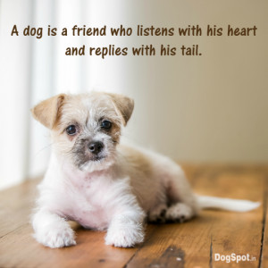 20 Dog Quotes that will make you Hug your Dog Tightly!