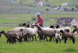 shepherd-with-sheep-leon-fielding.jpg (946×645)